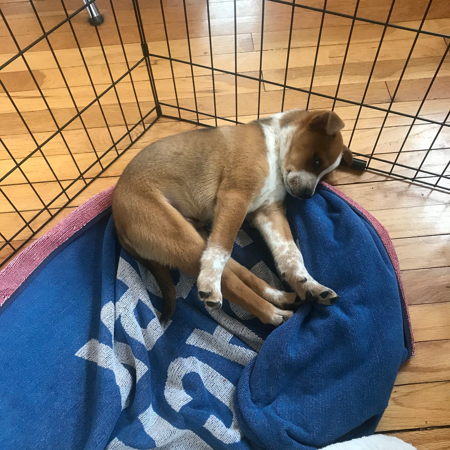 Another pic of little red cattle dog puppy, in crate, looking adorable