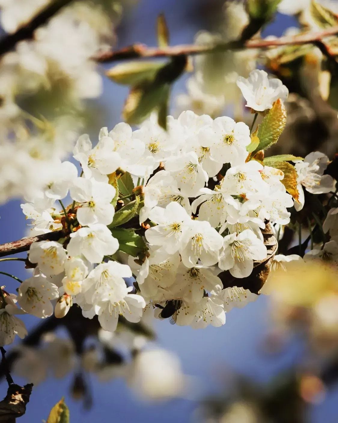 Cherry trees are an especially good choice for bees