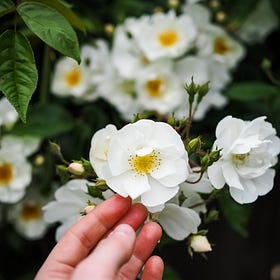 10 Nature Quotes That Have Inspired My Slow Living Journey