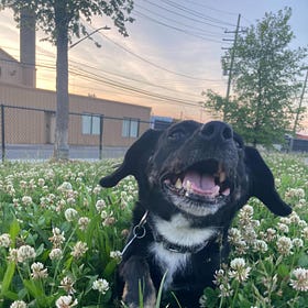 Contrarian Pet of the Week