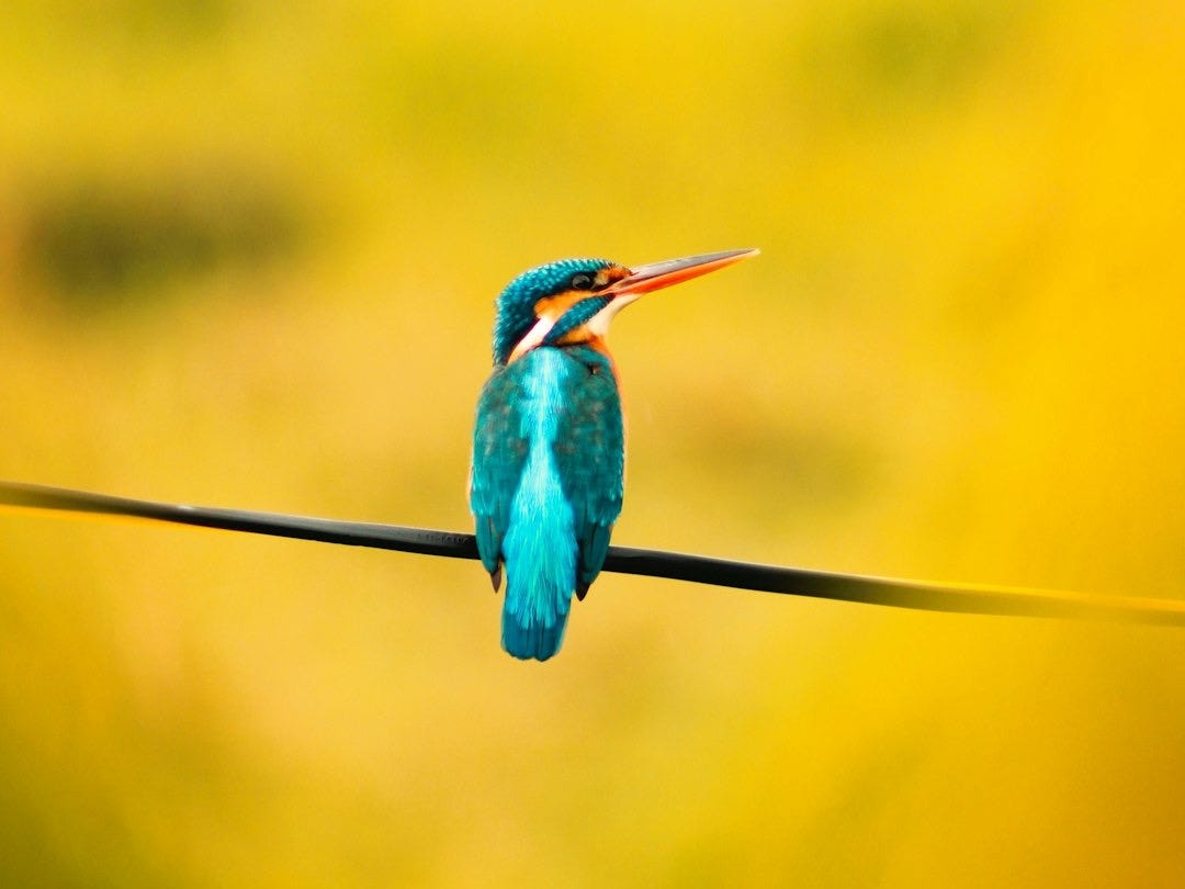 blue and green bird on black wire blue and green bird on black wire