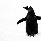 Molting penguins overheat