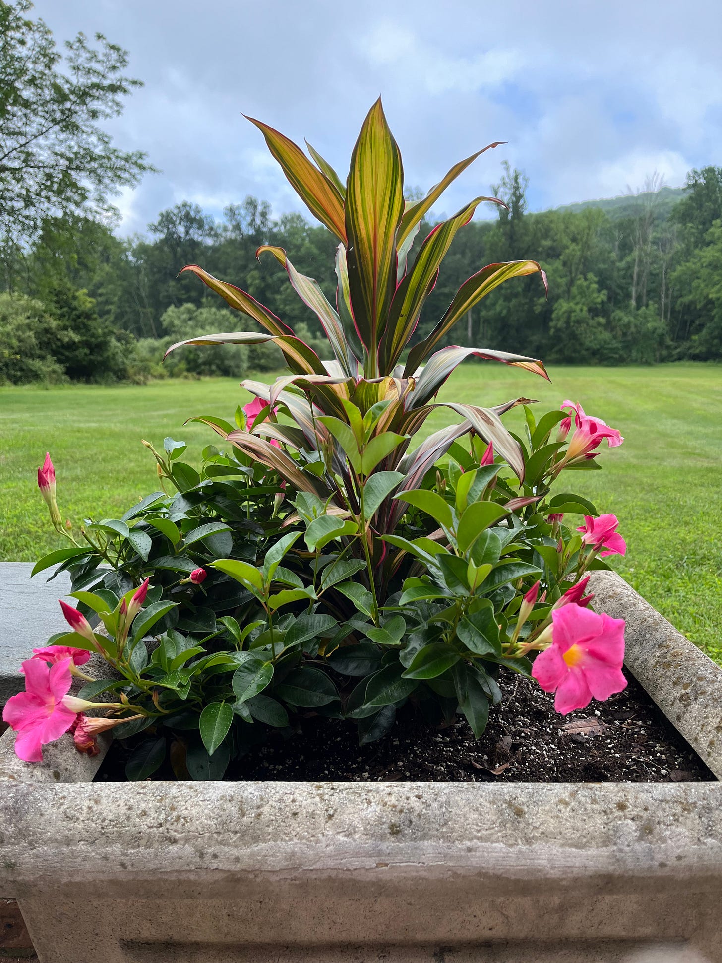 Photo of a planter with a large spiky cordyline plant surrounded by mandevilla flowers in pink.