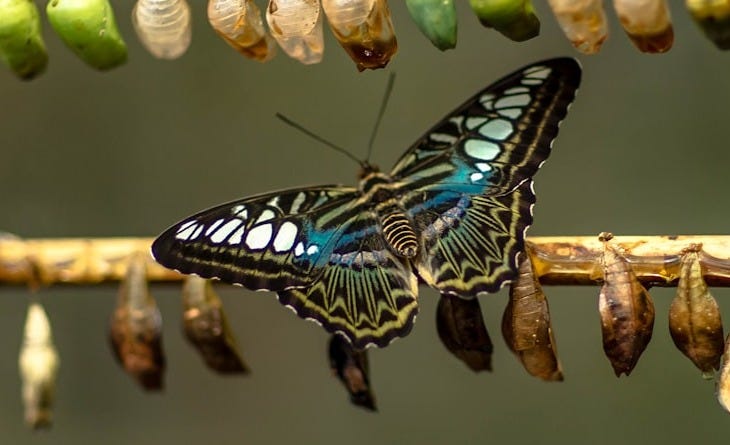 blue and black butterfly on brown stick blue and black butterfly on brown stick