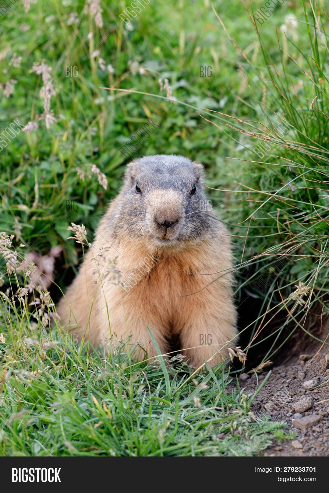 Cute Marmot