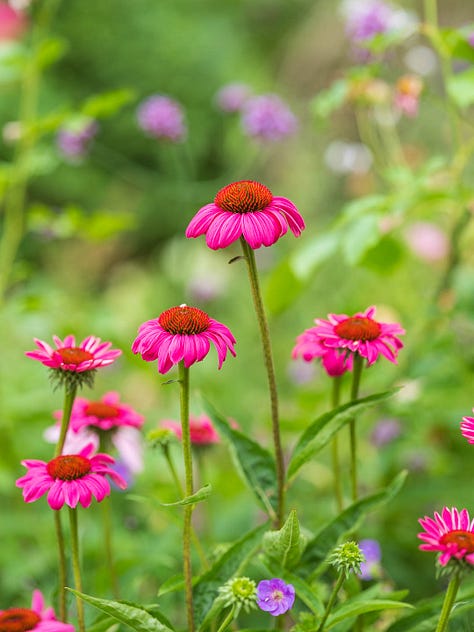 Pollinator plants throughout the season