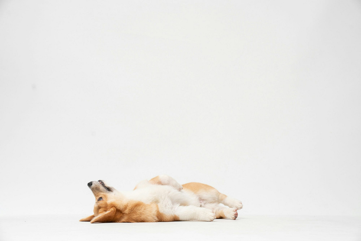 Enjoy free like a dog Enjoy free like a dog