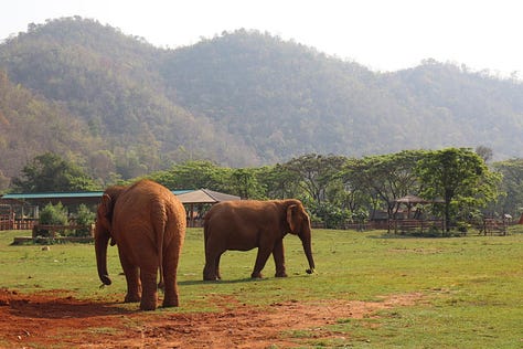 elephants