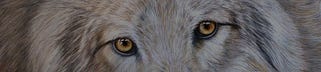 The Wild Heart animals and art by Deidra S Smith