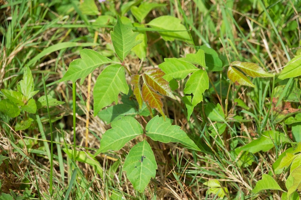 Poison Ivy - Toxicodendron radicals Poison Ivy - Toxicodendron radicals