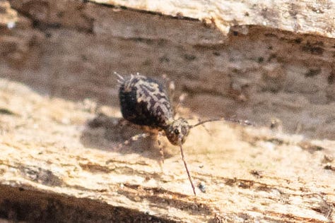 1. Sminthurus mencenbergae, a white globular springtail with brown lines. 2) Unknown elongate springtail with ornate yellow-ish tan and espresso brown back pattern. 3) Ptenothrix renateae, a dark brown globular springtail with a stunningly beautiful and ornate back pattern of intricate pale tan lines, and legs striped dark brown and light tan. 4. A cool spider, mostly white, with an interesting pattern on the abdomen of mostly dark brown. 5. A gray-ish elongate springtail on a turquoise ruffly lichen. 6. Tentatively IDed as Homidia sauteri, a pale, elongate springtail with dark brown lines and a coating of long fuzz on its body.