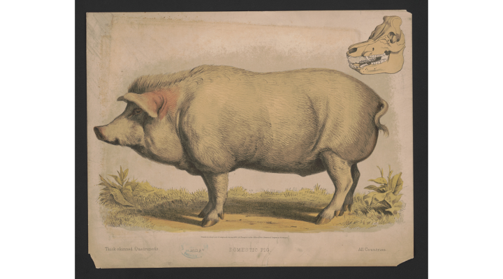 Porkopolis AKA Cincinnati, Ohio | Morning Ag Clips