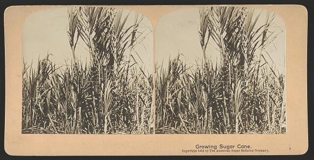 a black and white photo of sugar cane with the caption 'growing sugar cane'