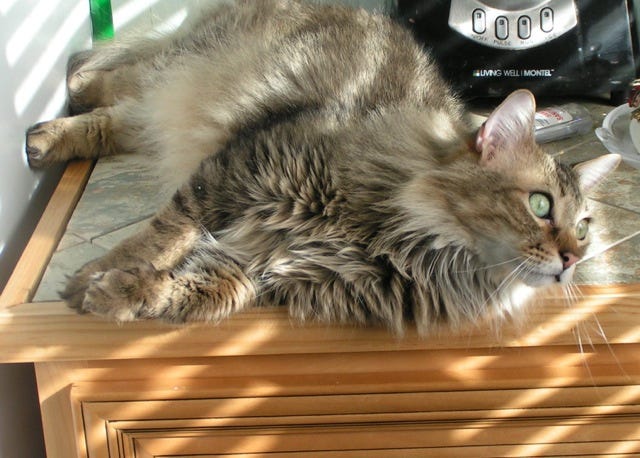 Chase_Countertop_training_your_cat Chase_Countertop_training_your_cat