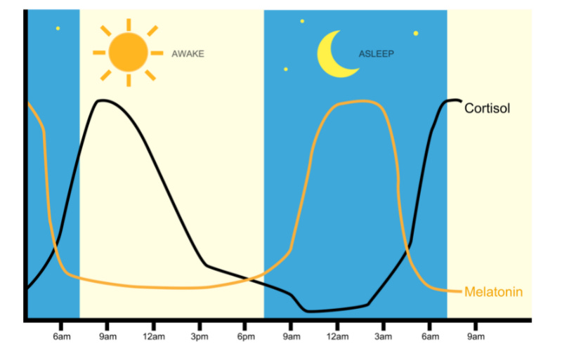 cortisol/melatonin rhythm image