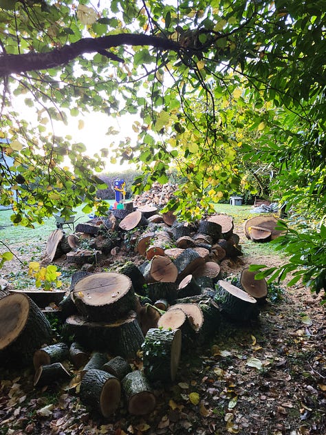 7 images. 1: ash trees lush with growth. 2: huge woodpile of wood rings. 3: Joe, wearing safety glasses, standing beside the wood splitter. 4: a lot done, a lot more to do 5: same space cleared of most logs except for huge wood rings which have been split by a chain saw. 5: 'The Igloo'. 6: homely woodburning stove, with with warm fire burning.