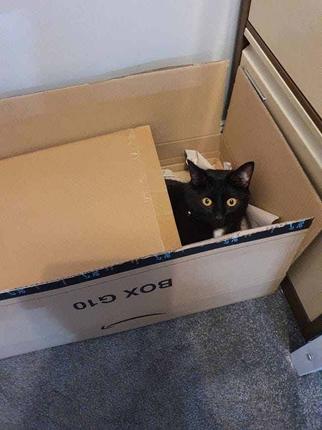 A picture of Bailey - a black cat with a white shield on his chest - in a box A picture of Bailey - a black cat with a white shield on his chest - in a box