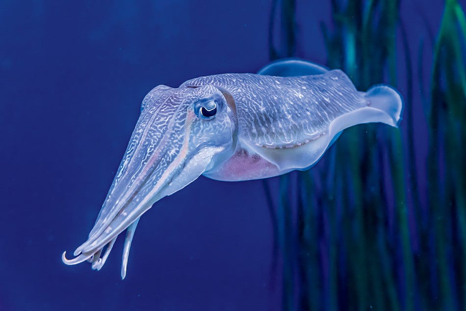 My Cuttlefish Teacher | Columbia Magazine My Cuttlefish Teacher | Columbia Magazine