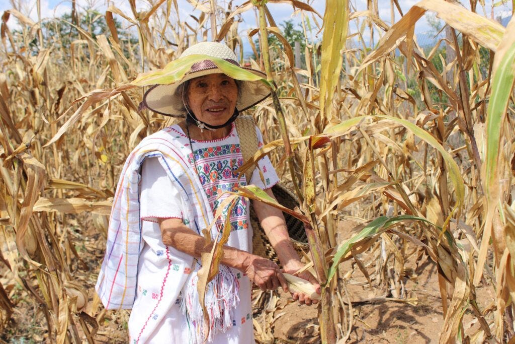 What is a Maize field (Milpa). - AgronoBlog - Agriculture Blog