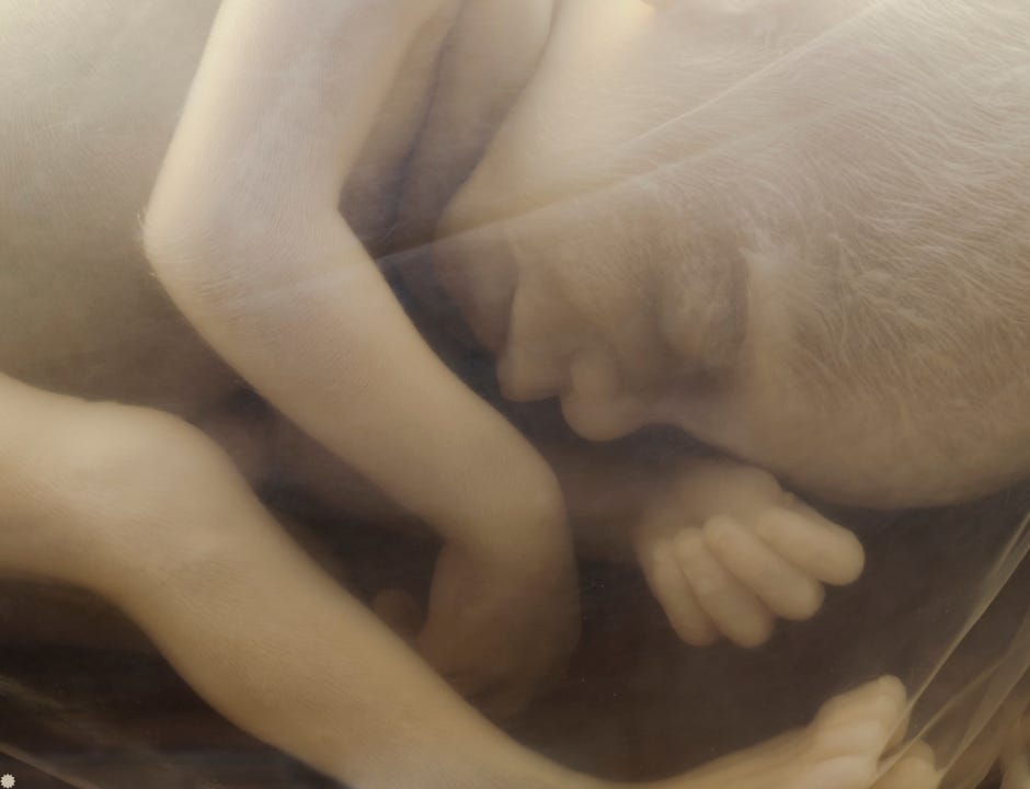 drawing of preborn baby drawing of preborn baby
