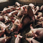 Never wrestle with a Pig. 