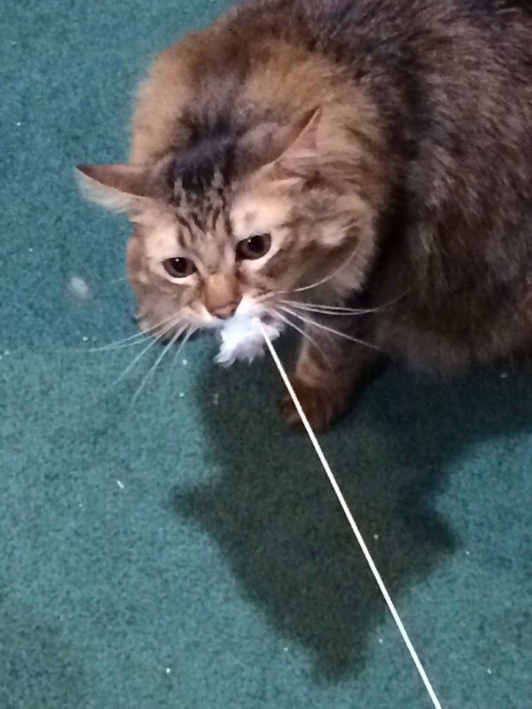 cats bite ankles cats bite ankles