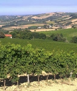 Torre Raone's Pecorino vineyards on Abruzzi's Colline Pescaresi hills.