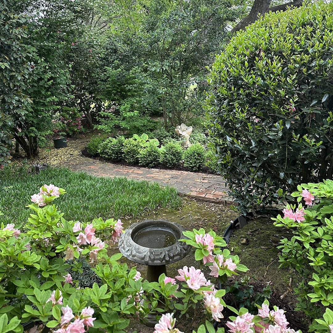 Pale pink azaleas and boxwoods in my garden