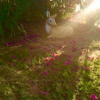 Cabinet of Curiosities