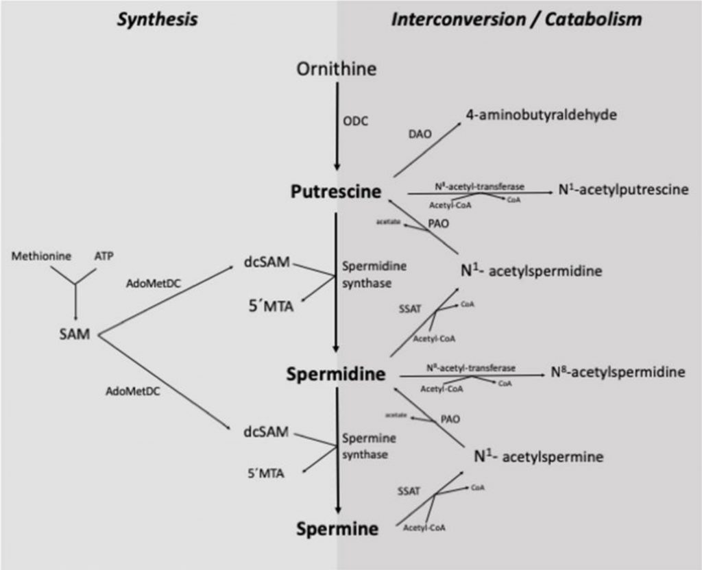 chart showing the conversion of putrescine into spermidine and spermine chart showing the conversion of putrescine into spermidine and spermine