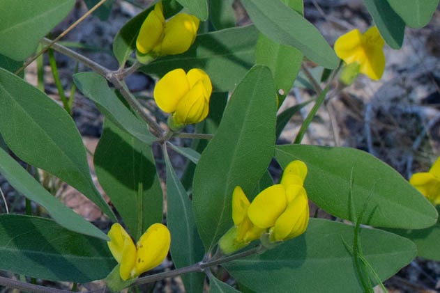 Closeup of flowering branches of a plant with bright yellow fabaceous blooms, thin woody stems, and long, narrow, lanceolate green leaves