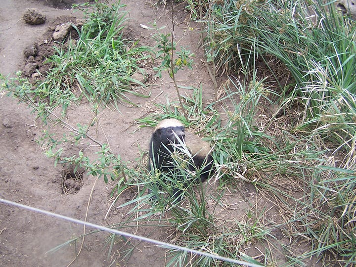 The honey badger is in a small pool, up on top of a post, looking up from the grass, and the pair is cuddling or wrestling on the ground