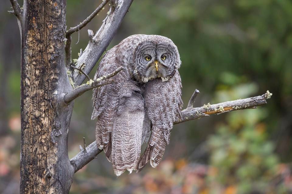 A seemingly very bored owl on a tree.