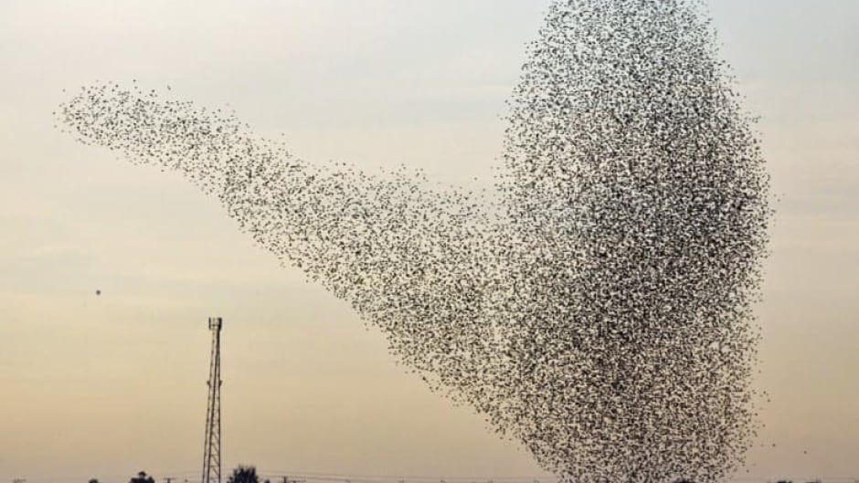 Super starlings: P.E.I.'s 'ballet of the skies' part of world phenomenon |  CBC News