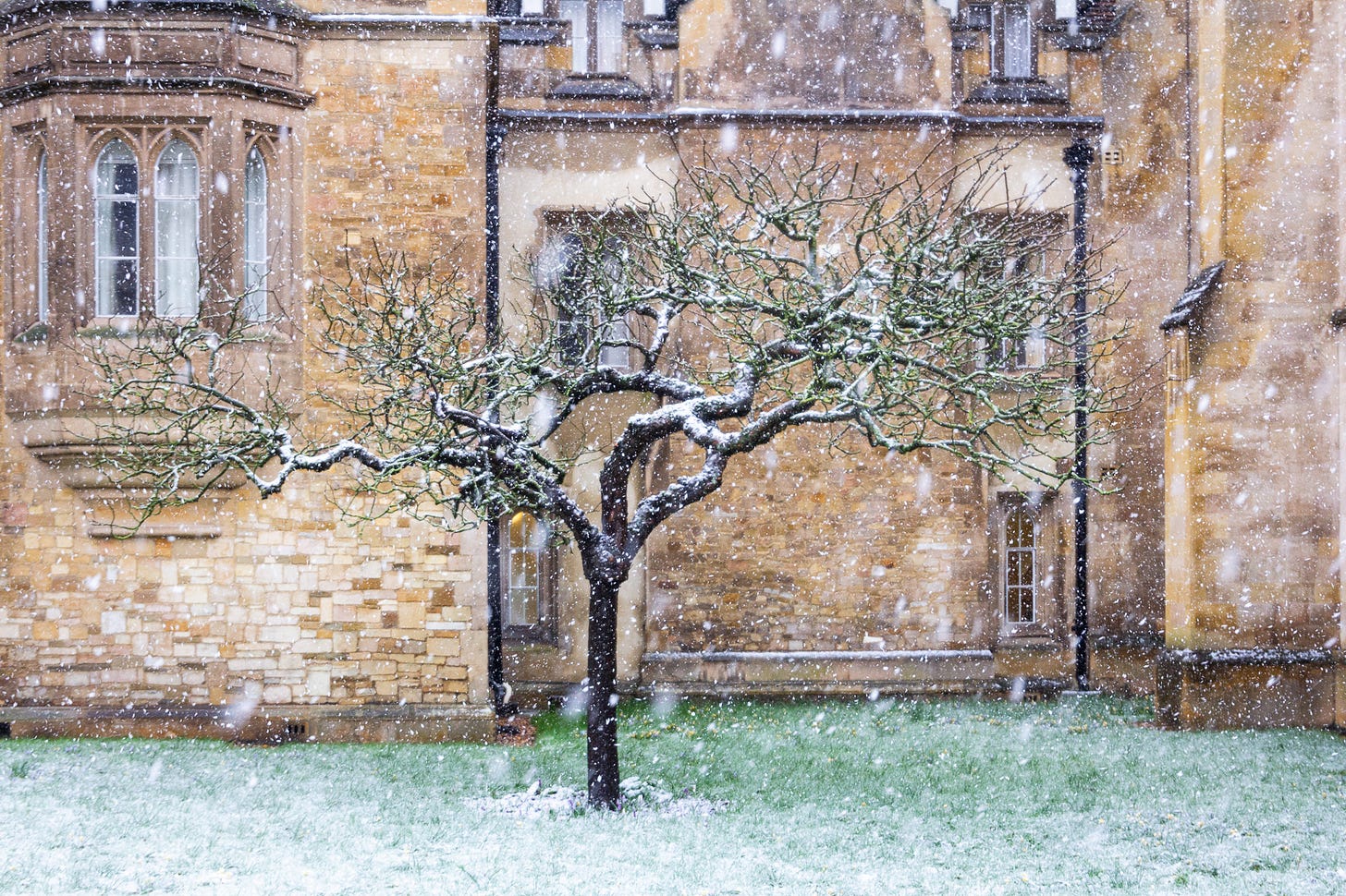 Newton’s Apple Tree in Cambridge, in a snow flurry