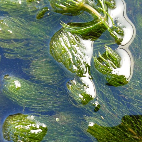 Pond plants at the Leyton Boundary Garden wildlife pond