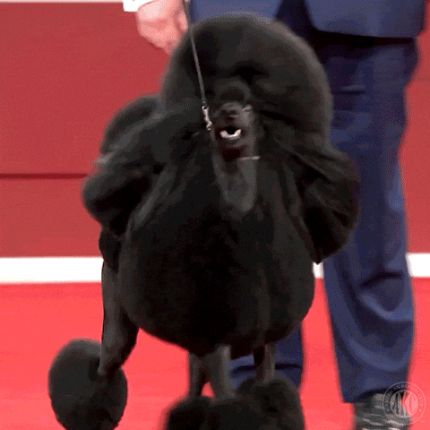 Happy Dog Show GIF by American Kennel Club Happy Dog Show GIF by American Kennel Club