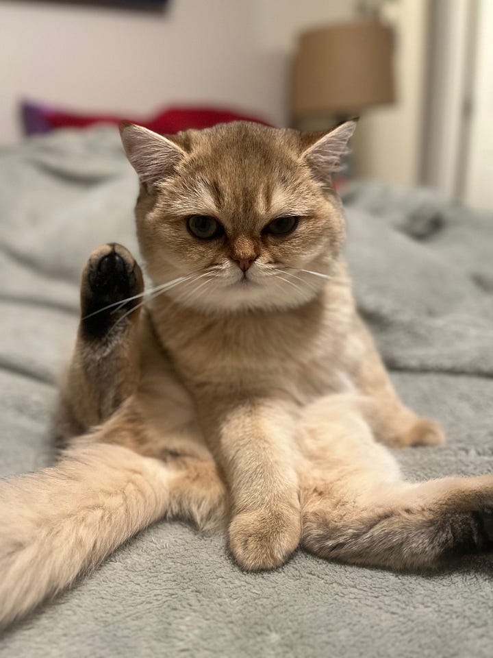 A gallery of two photos of the cats. One photos shows a cat in a grooming position but looking grumpy at the camera. The other shows a fully wet cat who was probably just in the bathtub, with curious eyes.