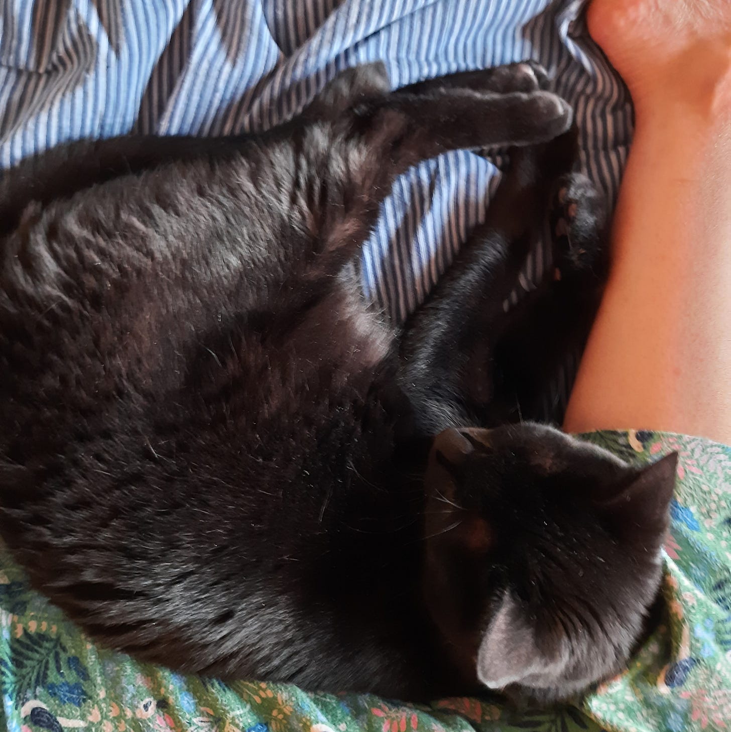 Black cat curled up against a leg on a bed