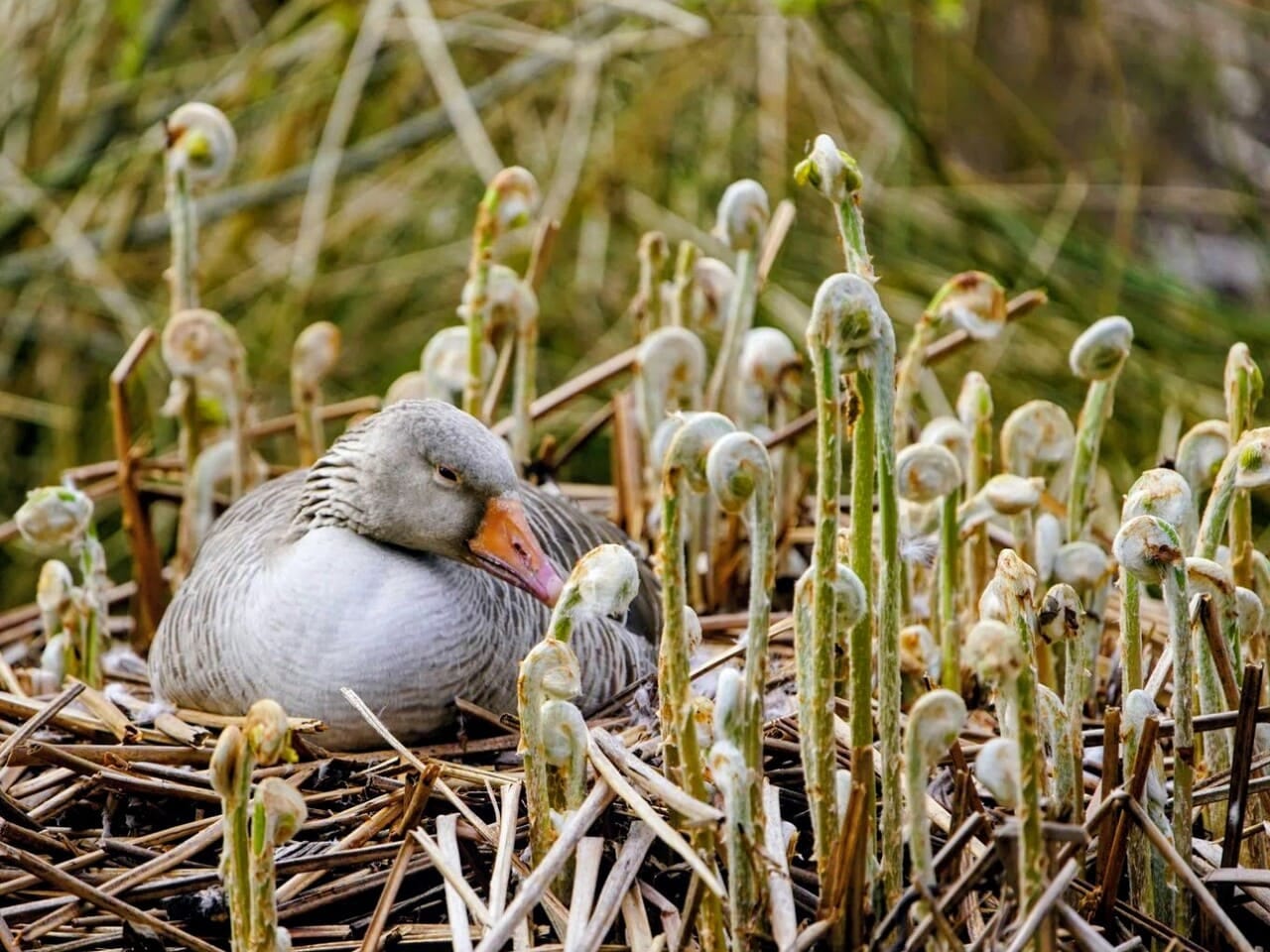 Greylag goose nesting