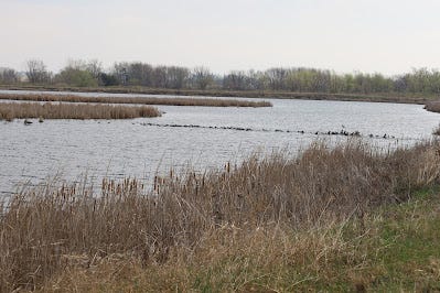 A line of coots at Sweet Marsh