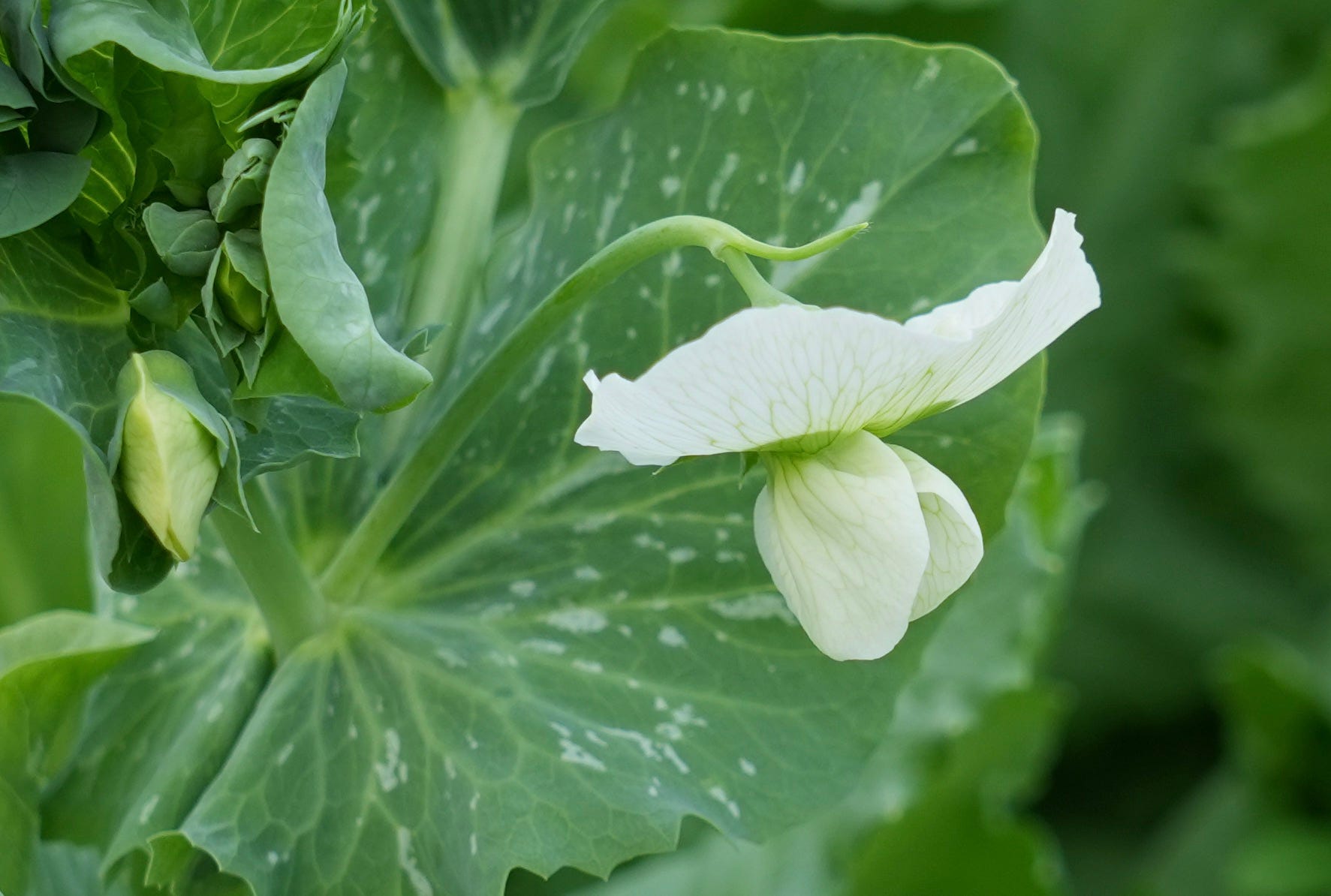 buy catnip plant Organic Catnip seeds
