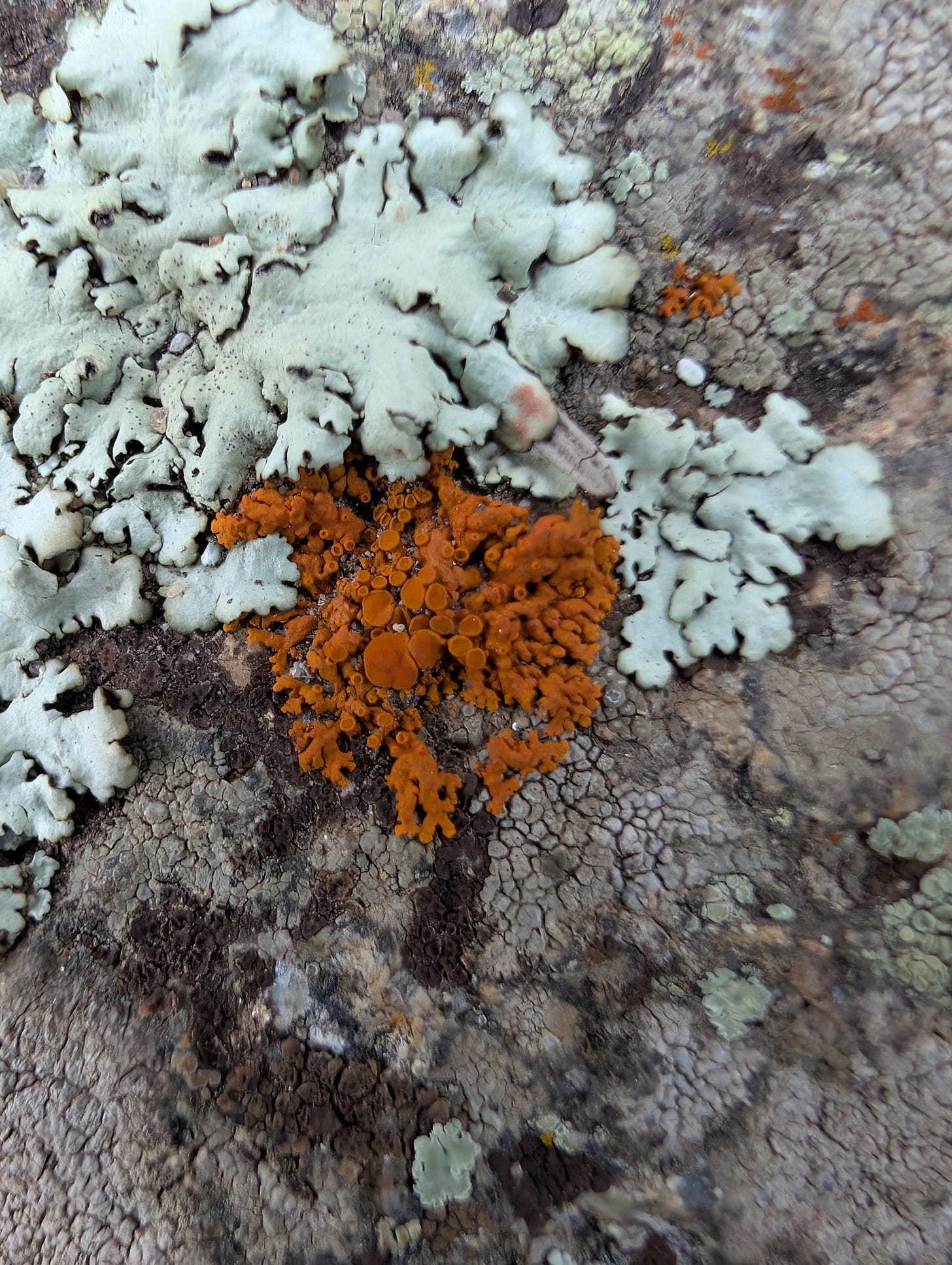 Close-up of a rock with a bright, dark orange lichen and some pale blue ruffly lichens and gray, scaly crustose lichens on the rock