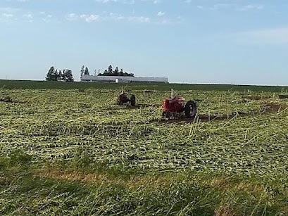 sunflowers down at Pheasant Run Farm