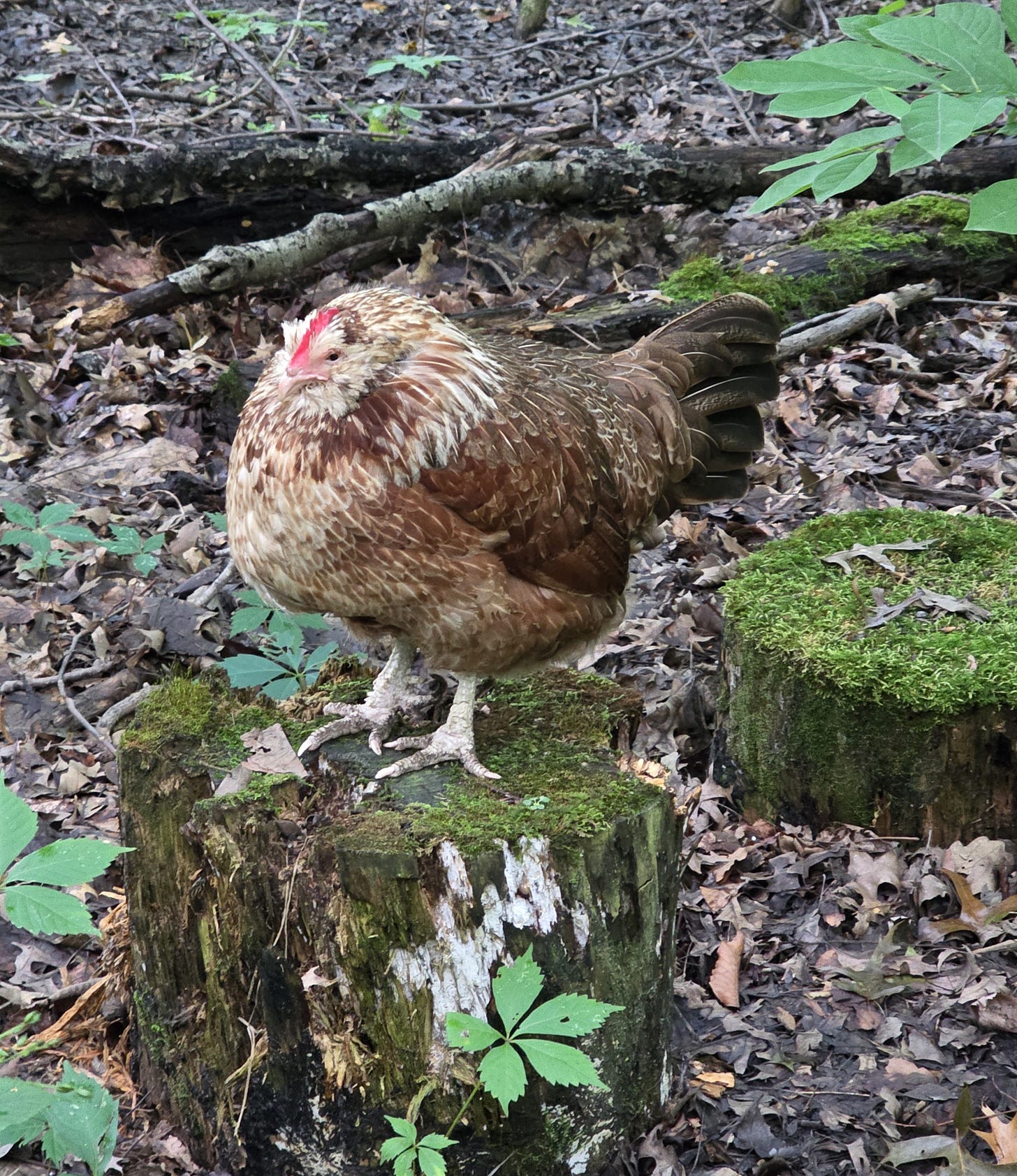 Green Queen Hen