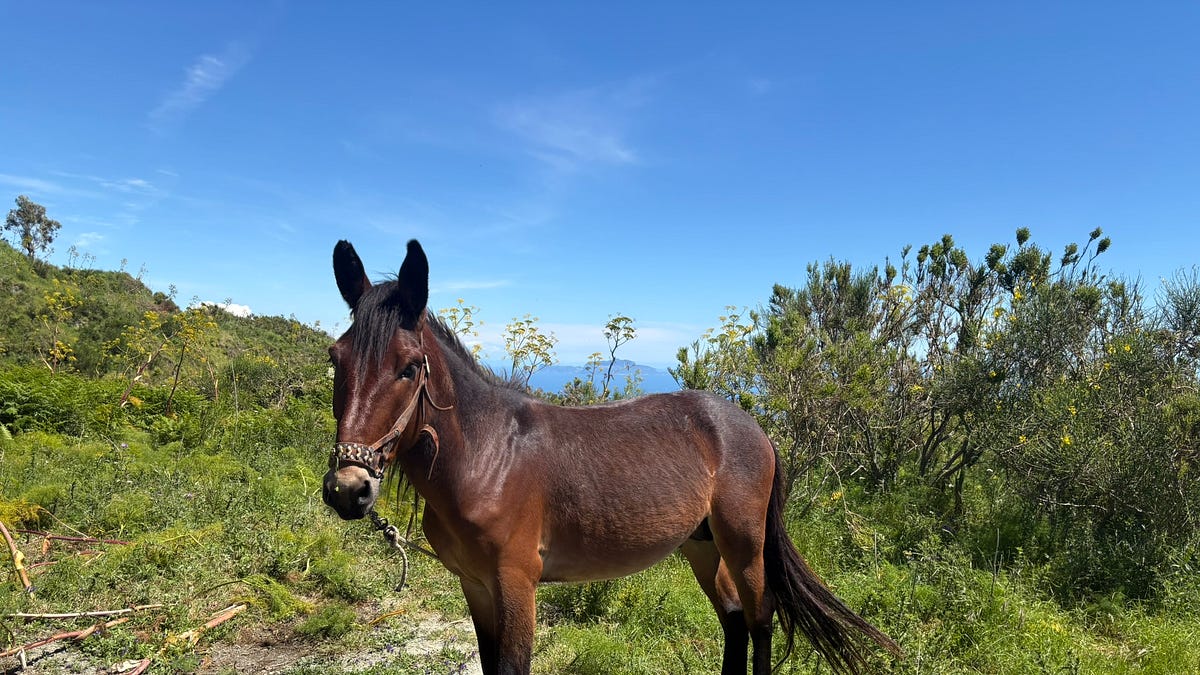 Diary: Island time