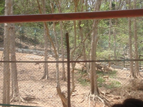 Deers Deers