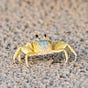 Joon's Crab's avatar