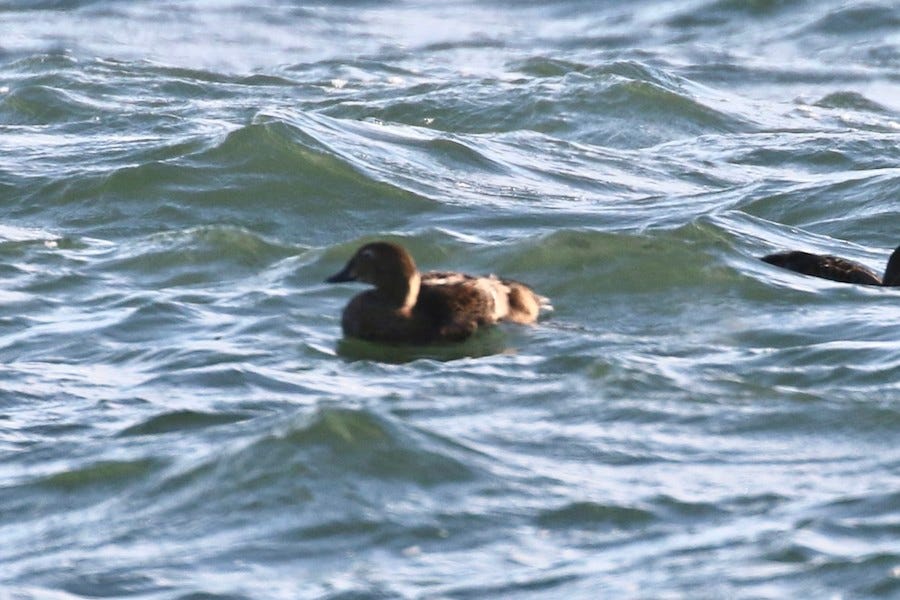 King Eider - Pranav Kumar