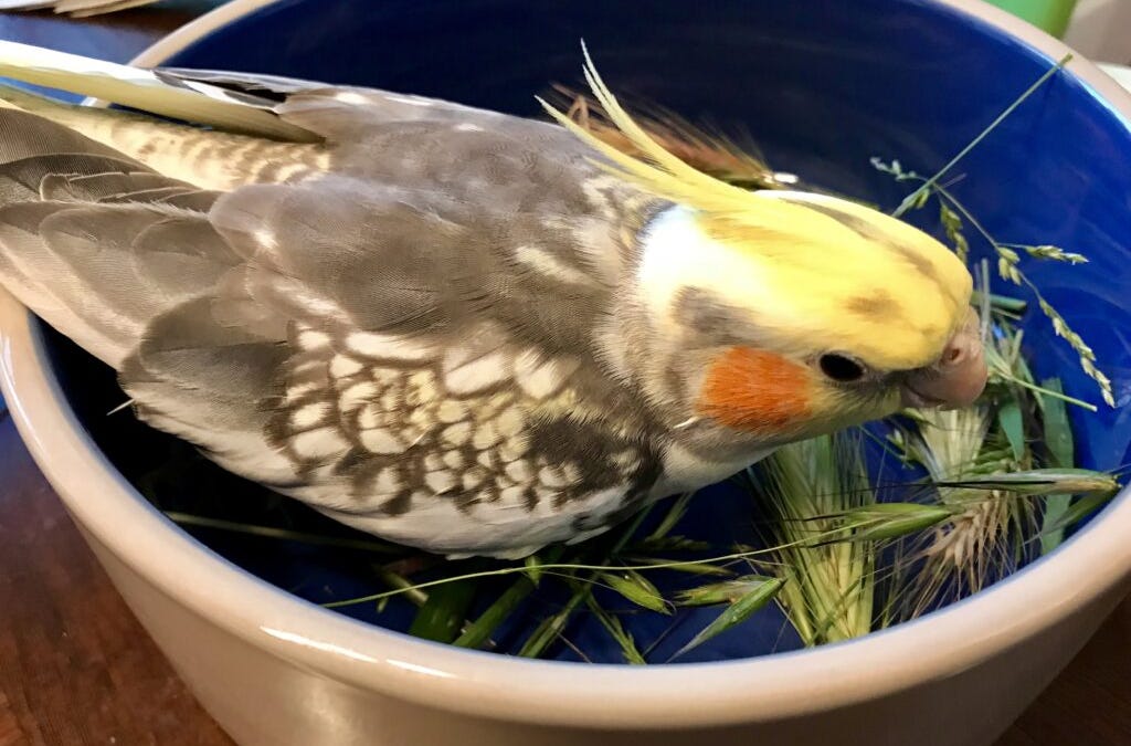 So you’re thinking of getting a parrot…